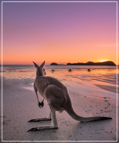 Australien: Känguru in freier Natur vor der Weite des australischen Outbacks
